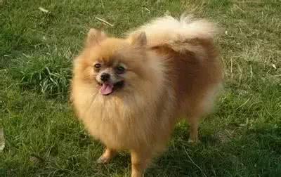 犬种介绍博美犬