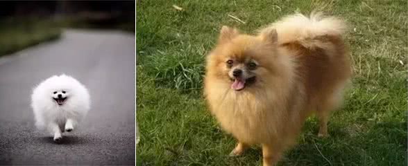 犬种介绍博美犬