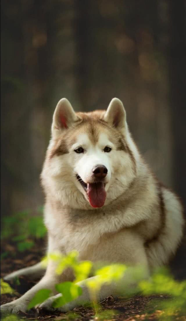 雪橇犬竟然有四种?