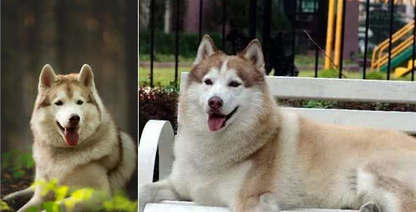 雪橇犬竟然有四种?