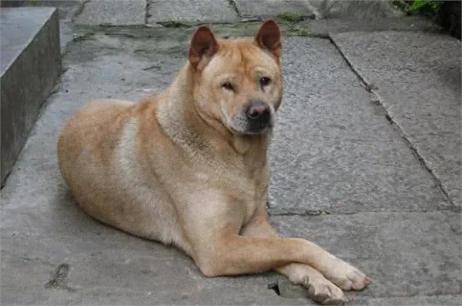 盘点我国狗狗品种，第一期