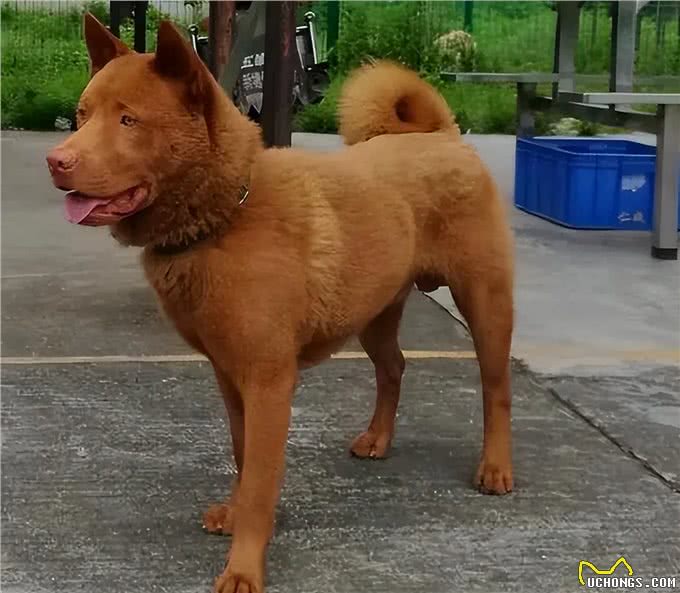 盘点我国狗狗品种，第一期