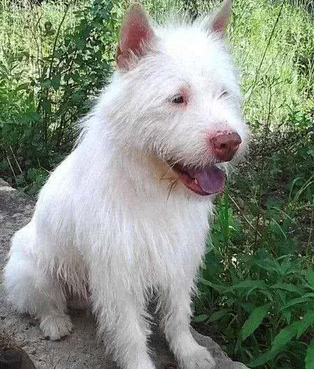 盘点我国狗狗品种，第一期