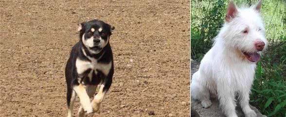 盘点我国狗狗品种,第一期