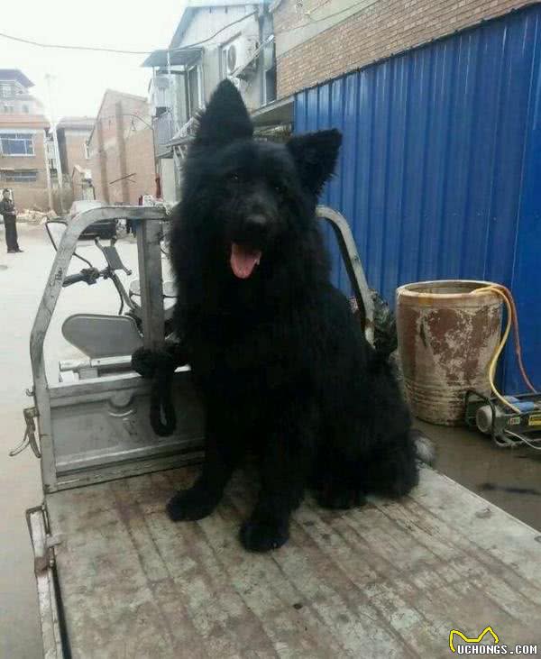 花5000买回一只纯黑萨摩耶,本以为赚大了,兽医的话让人心凉