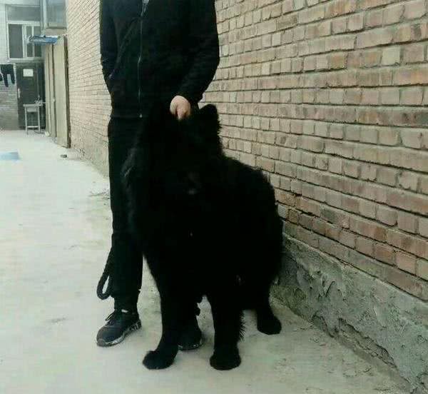 花5000买回一只纯黑萨摩耶,本以为赚大了,兽医的话让人心凉