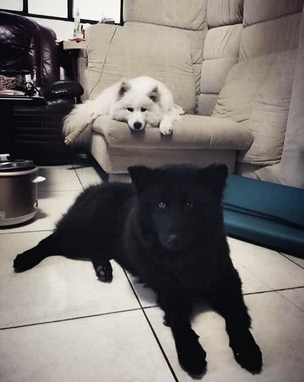 花5000买回一只纯黑萨摩耶,本以为赚大了,兽医的话让人心凉