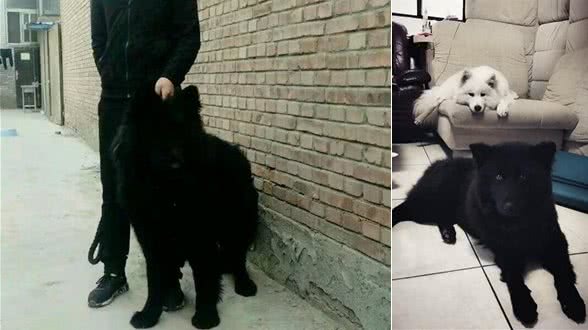 花5000买回一只纯黑萨摩耶,本以为赚大了,兽医的话让人心凉