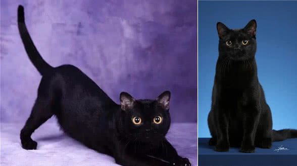 新手养猫?孟买猫喂养手册