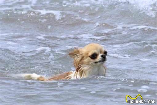 狗狗天生会游泳?这4种狗下水很危险