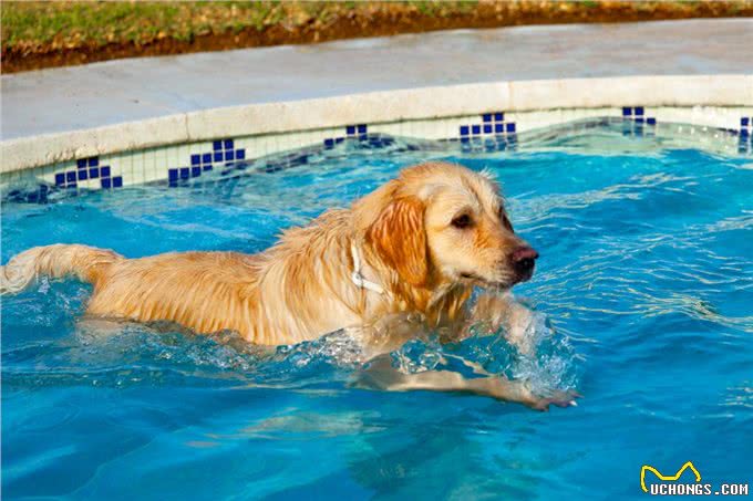 狗狗天生会游泳?这4种狗下水很危险