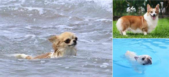 狗狗天生会游泳?这4种狗下水很危险