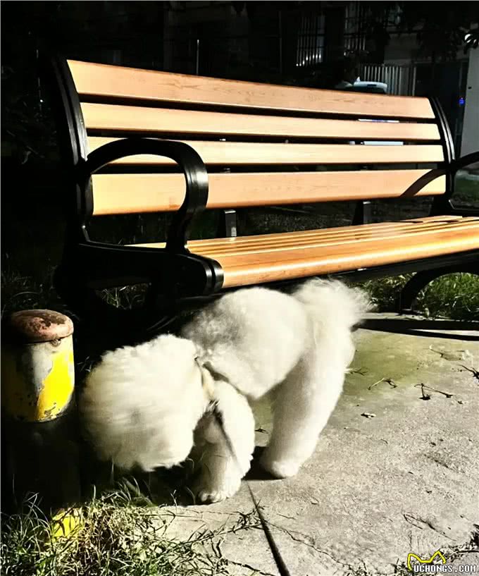 人类与狗狗的性格的奇妙呼应.