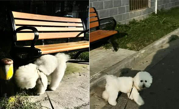 人类与狗狗的性格的奇妙呼应.