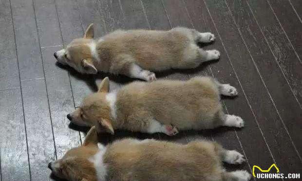 柯基能够吃饭吗?