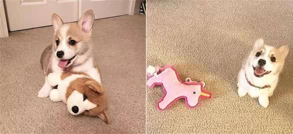 柯基能够吃饭吗?