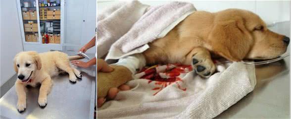 吃喝正常的狗狗化验出感染了细小病毒，宠物医生给出了答案