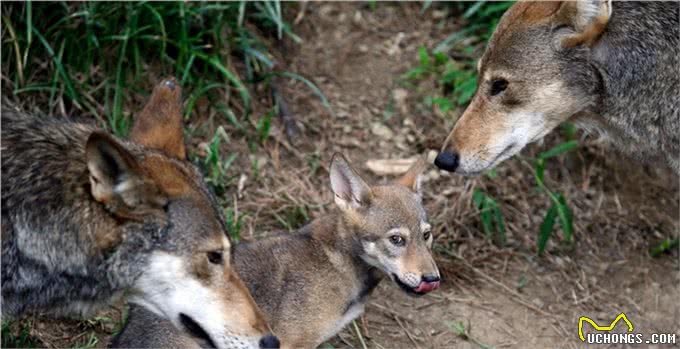 老虎都怕的一种犬科动物,体型比狼小,战斗力却超过狼群