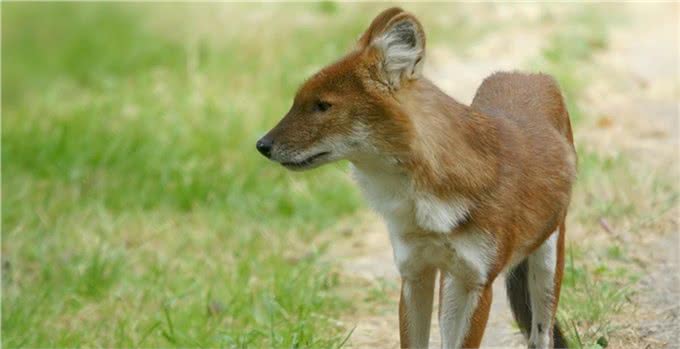 老虎都怕的一种犬科动物,体型比狼小,战斗力却超过狼群