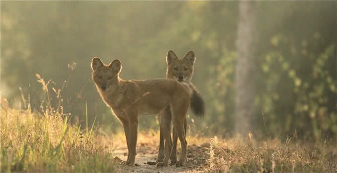 老虎都怕的一种犬科动物,体型比狼小,战斗力却超过狼群