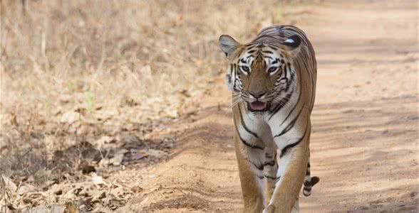 老虎都怕的一种犬科动物，体型比狼小，战斗力却超过狼群