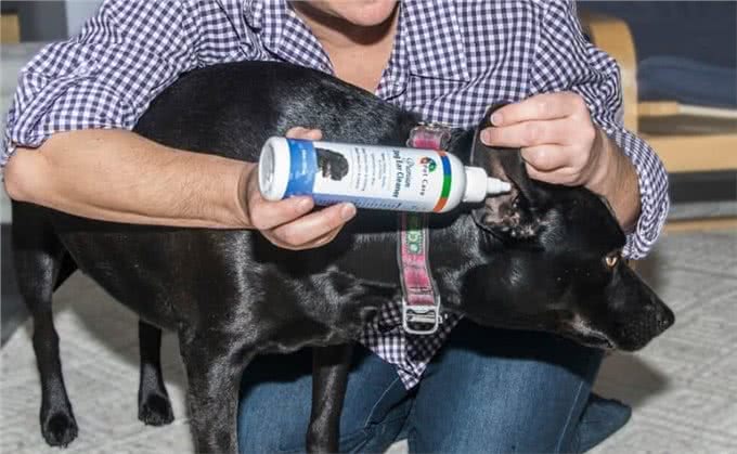 如何自己在家清洁狗的耳朵,清洁狗耳朵的最佳方法