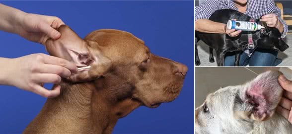 如何自己在家清洁狗的耳朵,清洁狗耳朵的最佳方法