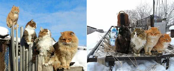 西伯利亚猫之乡,长见识了