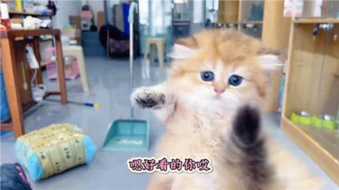 来了10多个小可爱,开盲盒了,好激动—熊版金渐层