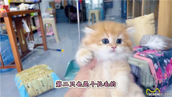 来了10多个小可爱,开盲盒了,好激动—熊版金渐层