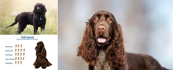 207个品种纯种犬介绍十二(田野猎犬和爱尔兰水猎犬)