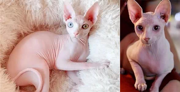 无毛猫，独特的外观和迷人的性格