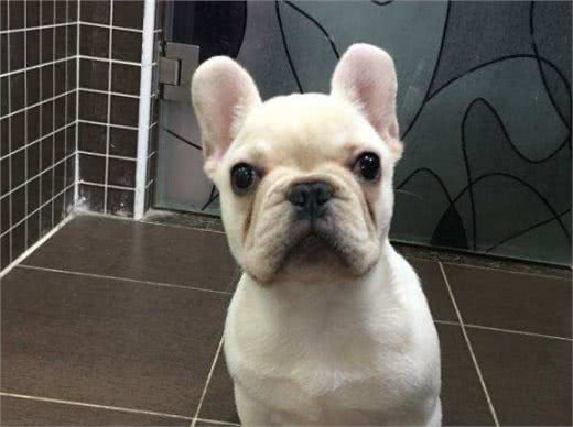 斗牛犬很可爱，但别忘了人家是贵族犬，这些问题不注意就很难养