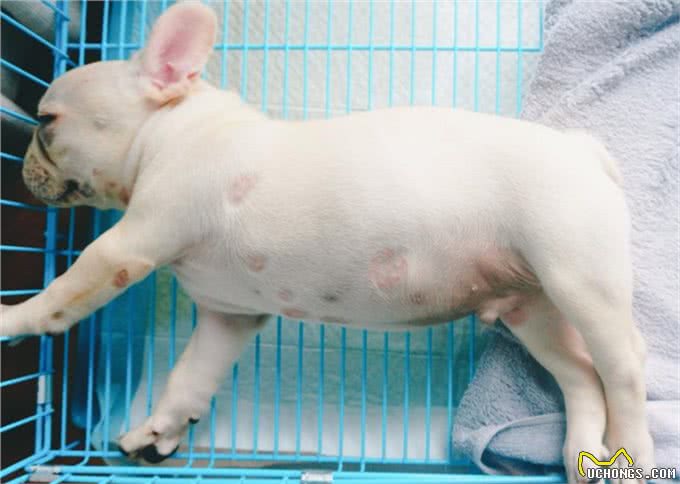 斗牛犬很可爱，但别忘了人家是贵族犬，这些问题不注意就很难养