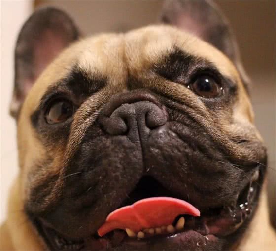 斗牛犬很可爱，但别忘了人家是贵族犬，这些问题不注意就很难养