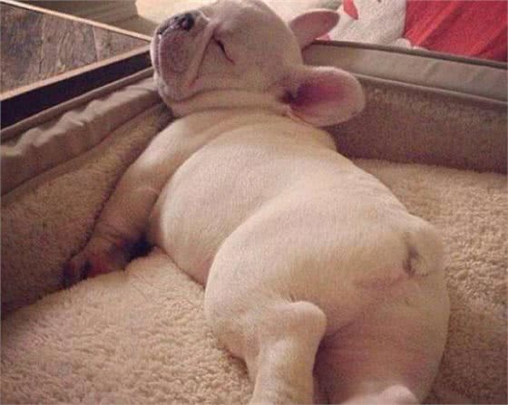 斗牛犬很可爱，但别忘了人家是贵族犬，这些问题不注意就很难养