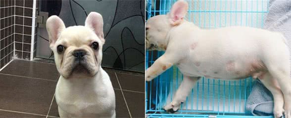 斗牛犬很可爱,但别忘了人家是贵族犬,这些问题不注意就很难养