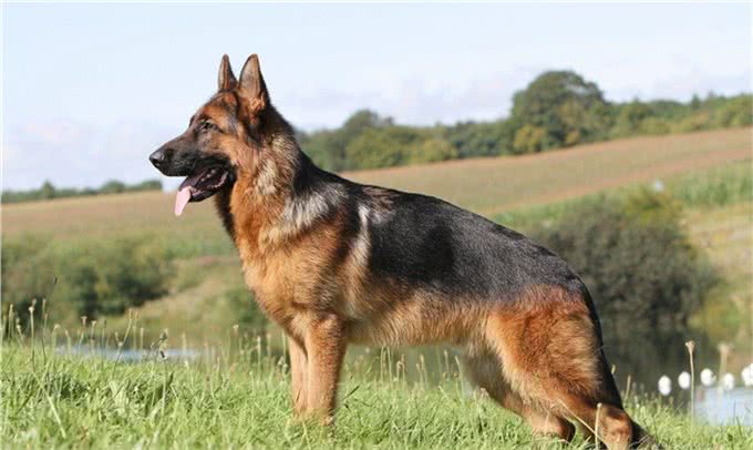 住别墅该养什么犬?—请看这四大天王!