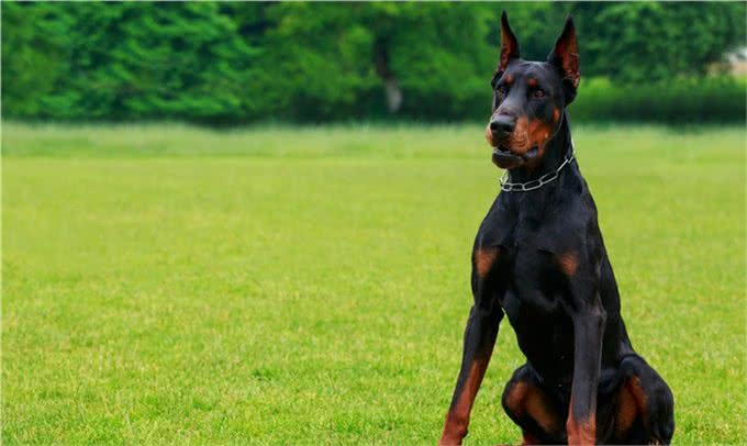 住别墅该养什么犬?—请看这四大天王!