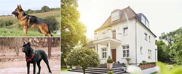 住别墅该养什么犬?—请看这四大天王!