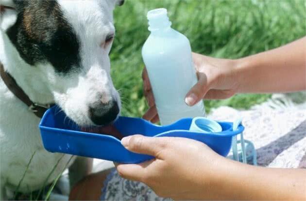 苹果醋对宠物狗的妙用