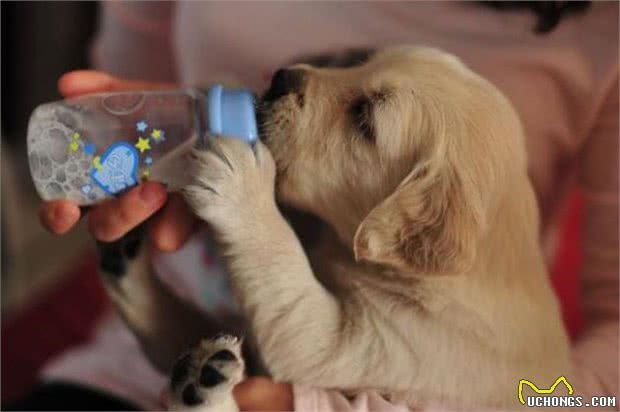 苹果醋对宠物狗的妙用
