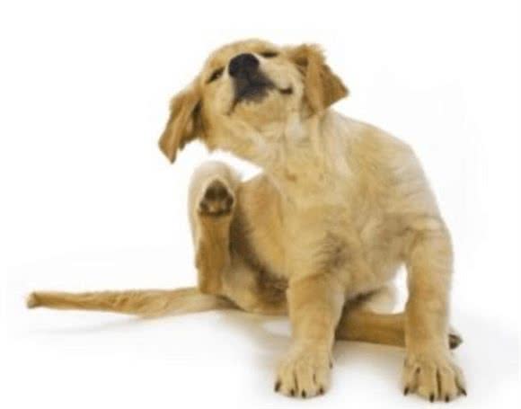 苹果醋对宠物狗的妙用