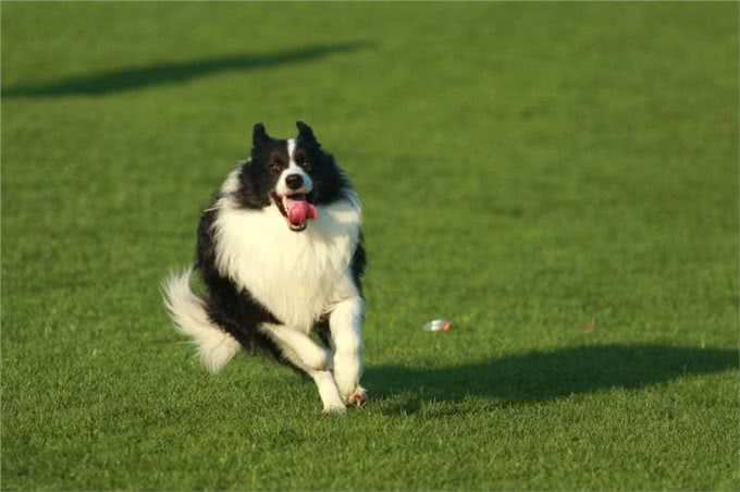 狗狗的健康也需要运动,不同时期的狗狗运动量的选择!