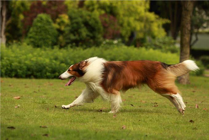 狗狗的健康也需要运动,不同时期的狗狗运动量的选择!
