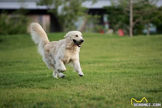 狗狗的健康也需要运动,不同时期的狗狗运动量的选择!