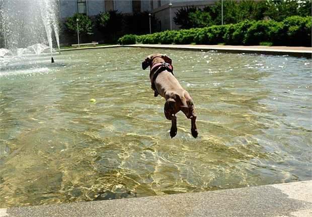 狗狗的健康也需要运动,不同时期的狗狗运动量的选择!