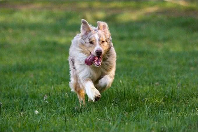狗狗的健康也需要运动,不同时期的狗狗运动量的选择!