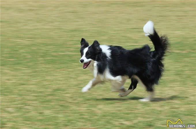 狗狗的健康也需要运动,不同时期的狗狗运动量的选择!
