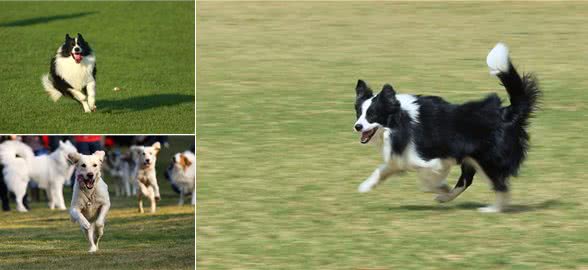 狗狗的健康也需要运动，不同时期的狗狗运动量的选择!